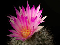 Gymnocactus beguinii